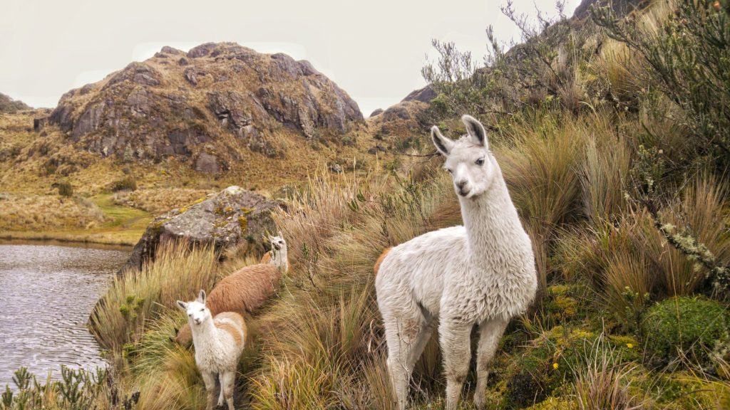 Llamas at Cajas National Park Ecuador